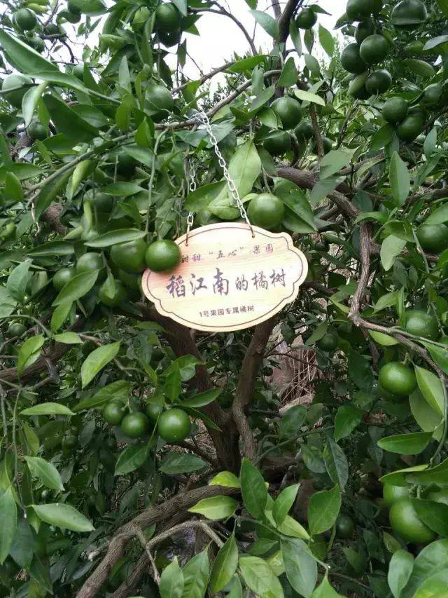 3小时卖出一座山,京东最劲爆果园众筹,竟然只要299