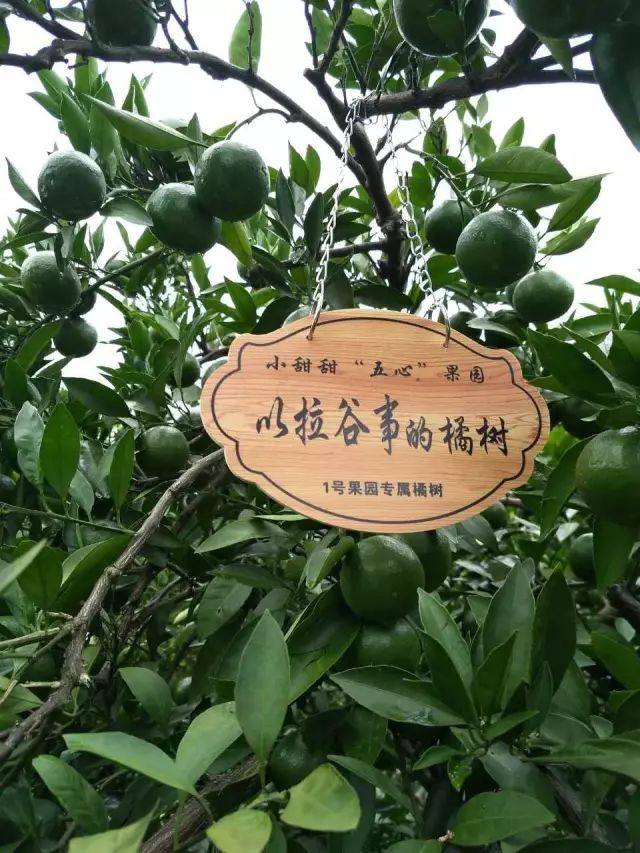 3小时卖出一座山,京东最劲爆果园众筹,竟然只要299